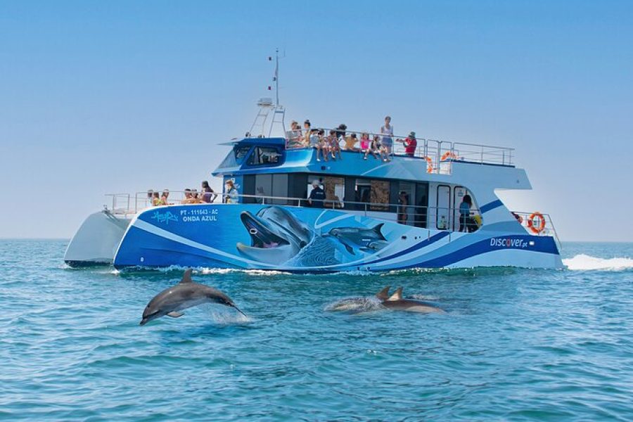 Gita in barca per avvistare i delfini