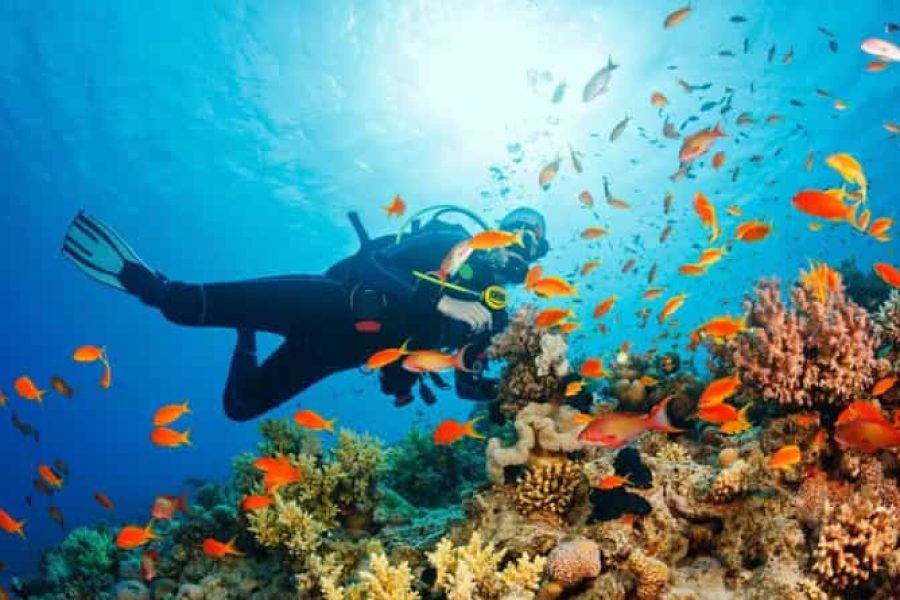 Snorkeling a Mirbat
